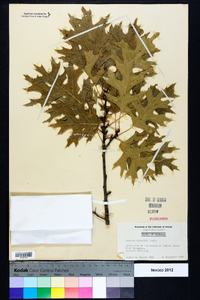 Quercus shumardii image