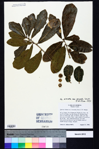 Quercus sinuata image