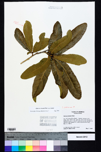 Quercus sinuata var. sinuata image