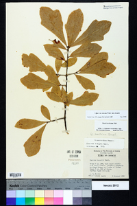 Quercus sinuata var. sinuata image