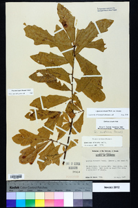 Quercus sinuata var. sinuata image