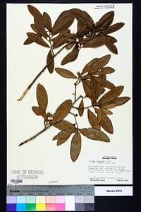 Quercus virginiana image