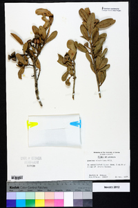 Quercus virginiana image