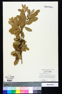 Quercus virginiana image