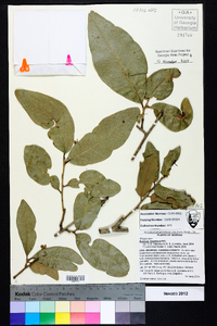 Quercus virginiana image