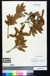 Quercus virginiana image