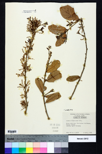 Quercus virginiana image