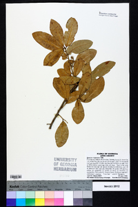 Quercus virginiana image