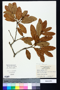 Quercus virginiana image