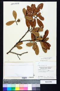 Quercus virginiana image