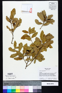 Quercus virginiana image