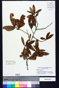 Quercus virginiana image