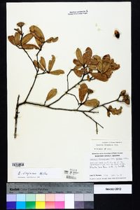 Quercus virginiana image