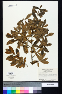 Quercus virginiana image