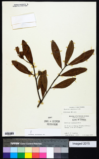 Quercus virginiana image