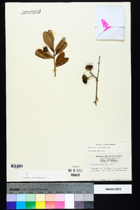 Quercus virginiana image