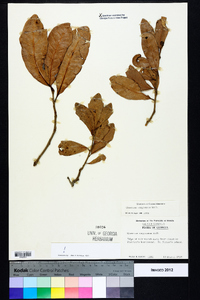 Quercus virginiana image