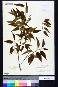 Celtis laevigata image