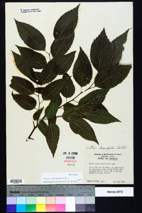 Celtis laevigata image