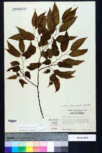 Celtis laevigata image