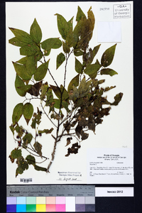 Celtis laevigata image