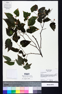 Celtis laevigata image