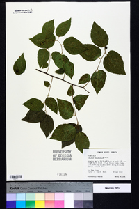 Celtis tenuifolia image