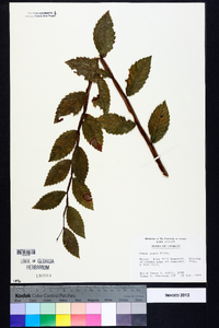 Ulmus alata image