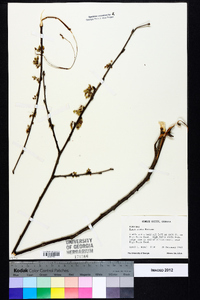 Ulmus alata image