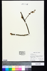 Ulmus alata image