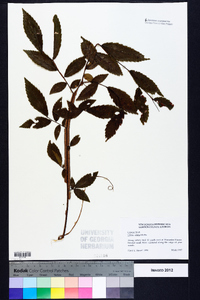 Ulmus alata image