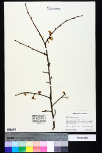 Ulmus alata image