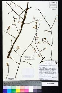 Ulmus alata image