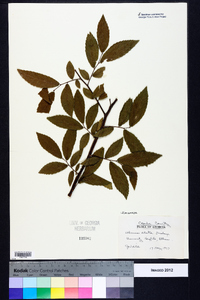 Ulmus alata image