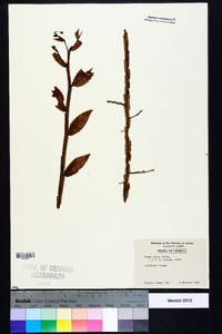 Ulmus alata image