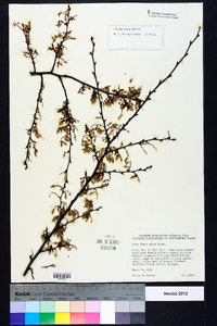 Ulmus alata image