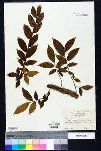 Ulmus alata image