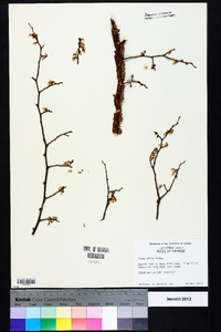 Ulmus alata image