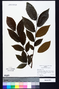 Ulmus alata image