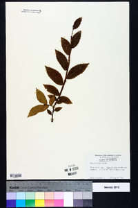 Ulmus alata image