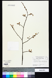 Ulmus alata image