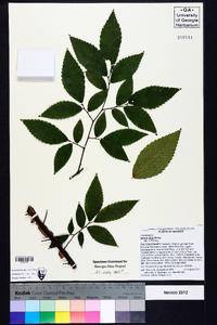 Ulmus alata image