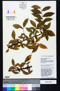 Ulmus alata image