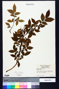 Ulmus alata image