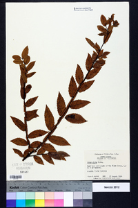 Ulmus alata image