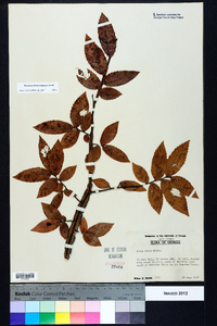 Ulmus alata image