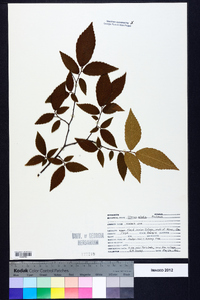 Ulmus alata image