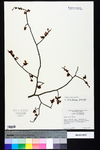 Ulmus alata image