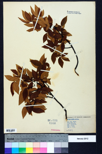 Ulmus alata image