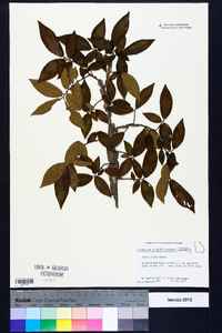 Ulmus alata image